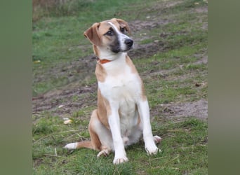 Bento - liebevolle Familie gesucht