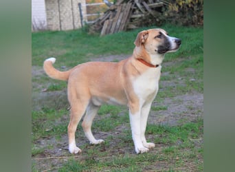 Bento - liebevolle Familie gesucht