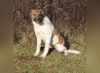 Nica - Eine muss wohl die Letzte sein