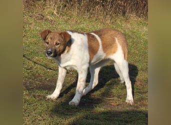 Nica - Eine muss wohl die Letzte sein