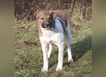 Nica - Eine muss wohl die Letzte sein