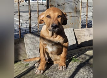 Lenny - liebevoll kuschliges Körbchen gesucht