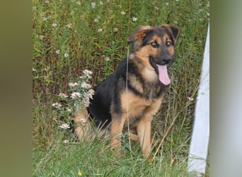 Lucky - Für-Immer-Glück gesucht