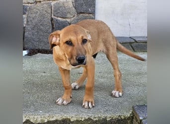 Lenny - liebevoll kuschliges Körbchen gesucht