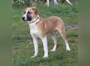 Bento - liebevolle Familie gesucht