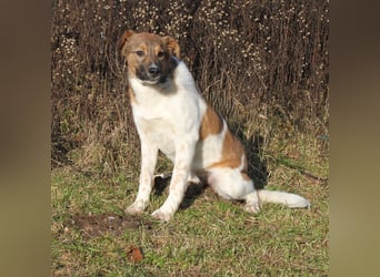 Nica - Eine muss wohl die Letzte sein