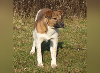 Nica - Eine muss wohl die Letzte sein