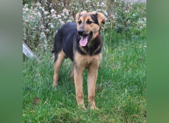 Lilly auf Familiensuche