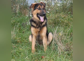 Lucky - Für-Immer-Glück gesucht