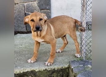 Lenny - liebevoll kuschliges Körbchen gesucht