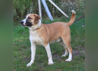 Bento - liebevolle Familie gesucht