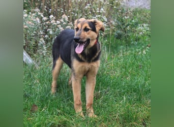 Lilly auf Familiensuche