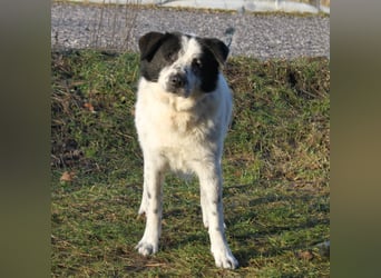 Sven - wer bringt Licht in mein Dunkel?