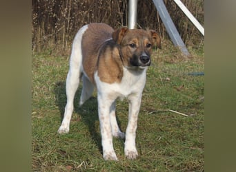 Nica - Eine muss wohl die Letzte sein