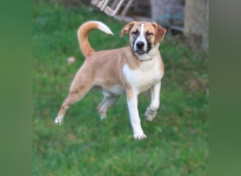 Bento - liebevolle Familie gesucht