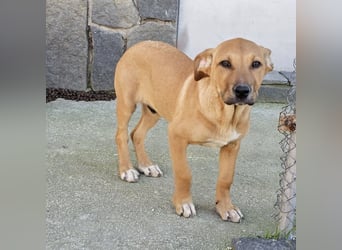 Lenny - liebevoll kuschliges Körbchen gesucht