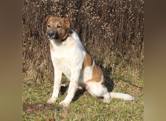 Nica - Eine muss wohl die Letzte sein