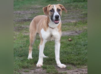 Bento - liebevolle Familie gesucht