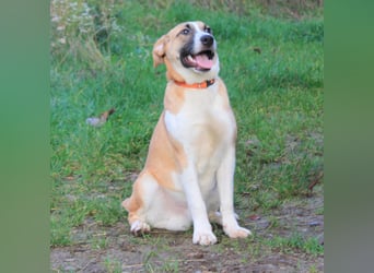 Bento - liebevolle Familie gesucht