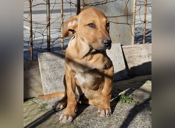 Lenny - liebevoll kuschliges Körbchen gesucht