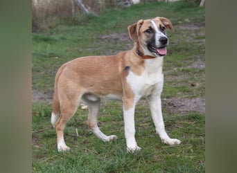 Bento - liebevolle Familie gesucht