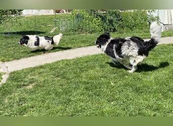 superlieber Schmusebär Knöpfli 1J. (Tierschutz)