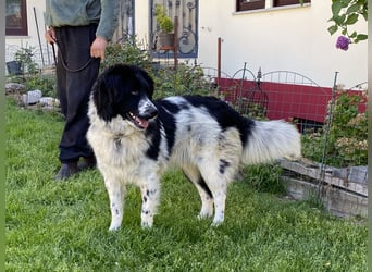 superlieber Schmusebär Knöpfli 1J. (Tierschutz)