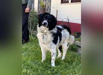 superlieber Schmusebär Knöpfli 1J. (Tierschutz)