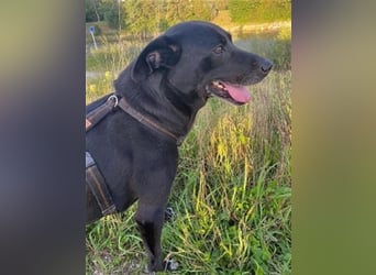 Liebenswerter Bean wartet in 82362 Weilheim