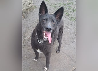 Lexie ( * 11.2021 ) sucht ihre Menschen