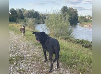 Liebenswerter Bean wartet in 82362 Weilheim