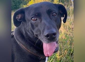 Liebenswerter Bean wartet in 82362 Weilheim