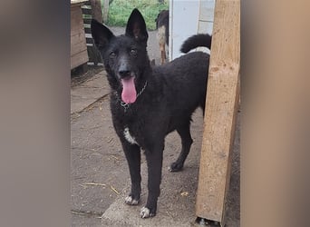 Lexie ( * 11.2021 ) sucht ihre Menschen