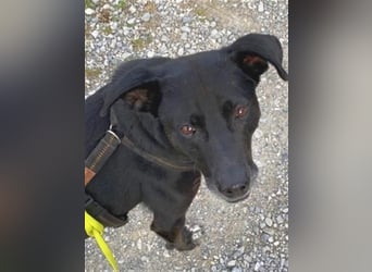 Liebenswerter Bean wartet in 82362 Weilheim