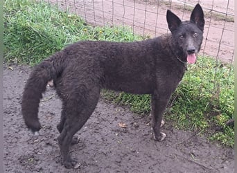 Lexie ( * 11.2021 ) sucht ihre Menschen