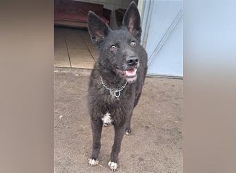 Lexie ( * 11.2021 ) sucht ihre Menschen