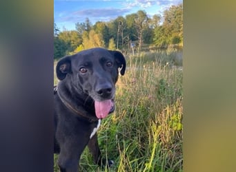 Liebenswerter Bean wartet in 82362 Weilheim