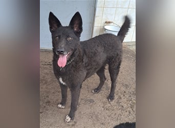 Lexie ( * 11.2021 ) sucht ihre Menschen