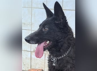 Lexie ( * 11.2021 ) sucht ihre Menschen