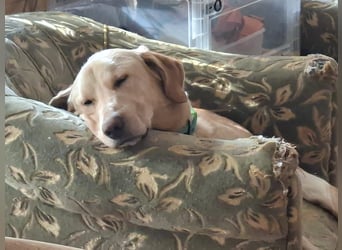 Spike, a.d.Tierschutz, sucht Happy-Home