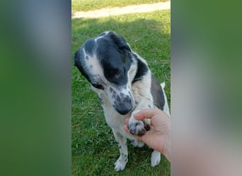 Rez, a.d.Tierschutz, anhänglich und anschmiegsam