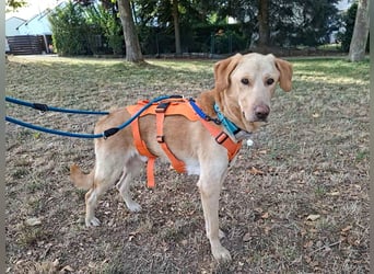 Spike, a.d.Tierschutz, sucht Happy-Home