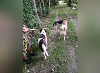 Wonky, benötigt ein neues Zuhause