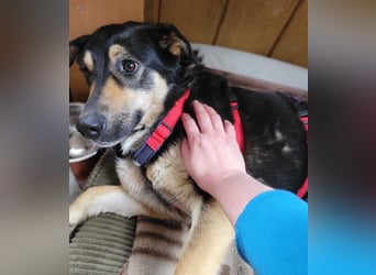 Lina, a.d.Tierschutz, sanft und liebevoll