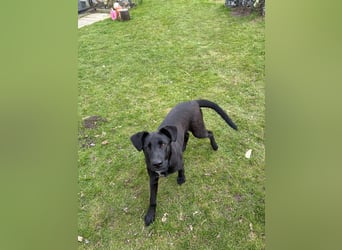 Aron, a.d.Tierschutz, sucht Happy-Home