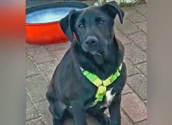 Aron, a.d.Tierschutz, sucht Happy-Home