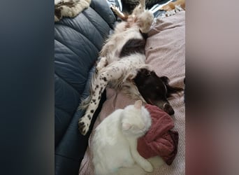 Wonky, benötigt ein neues Zuhause