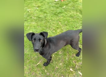 Aron, a.d.Tierschutz, sucht Happy-Home