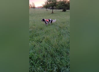 Wonky, benötigt ein neues Zuhause