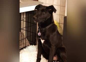 Aron, a.d.Tierschutz, sucht Happy-Home